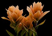 Castilleja gracillima - Slender Paintbrush 5838